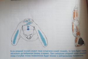 Точки опоры в ширшасане