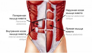 Press-anatomy