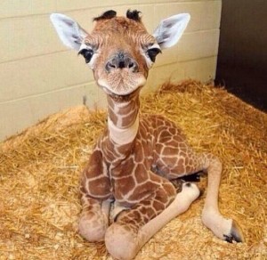 adorable-animals-baby-giraffe-Favim_com-3089684