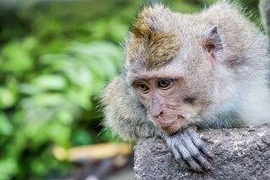 IMG_1908_monkey