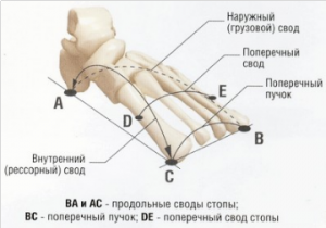 структура стопы